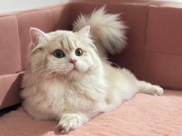 Safkan British Longhair