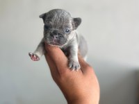 EXOTİC FRENCH BULLDOG YAVRULARIM REZERVEYE AÇIKTIR