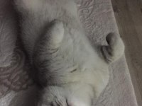 1 yaşında british shorthair kısır değil erkek