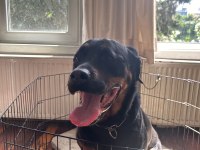 Safkan Eğitimli Rottweiler