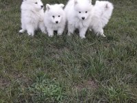AKKUŞ ÜRETİM ÇİFTLİĞİNDEN SAMOYED YAVRULARI