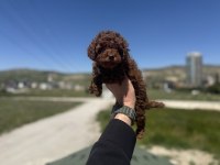 Wc eğitimli aşılı karneli toy poodle yavrular