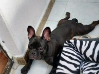 6 Aylık Dişi French Bulldog