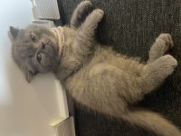 Minnoş scottish fold prenses