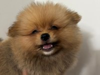 IRK GARANTILI TEA CUP POMERANİAN BOO