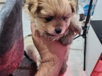 REZERVEYE AÇIK KÖPEKLER