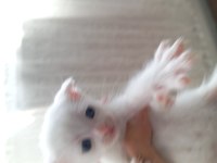 2 aylık british shorthair