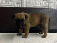 Malinois yavrular