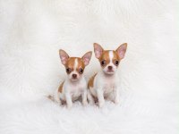 Irk ve sağlık garantili mini teacup bardak köpekler