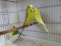 Jumbo Muhabbet Kuşları 2 Çift