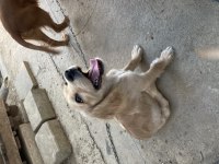 Antalya içi İNGİLİZ COCKER