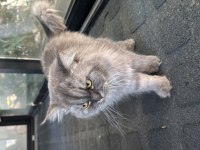 Kımaş Kedimizi Sahiplendirmek İstiyoruz