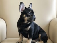 AŞILI EĞİTİMLİ HER RENK VE FLUFFY TAŞIYAN FRENCH OĞLUMUZ
