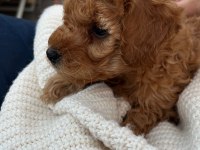 2 aylık toy poodle köpeğimiz