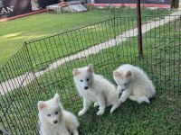 PAMUK GİBİ SAMOYED YAVRULAR
