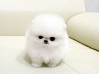 POMERANİAN BOO ERKEK DİŞİ YAVRULARIMIZ