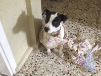 Hataydan depreminden getirdik köpek fazlalığı nedeniyle