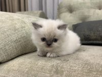 British longhair bluepoint