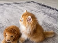 Neslinin En İyisi Golden NY12 Longhair British Yavrular