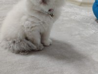 Blue point dişi scottish fold yavrularımız
