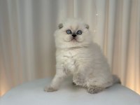 Irk Ve Sağlık Garantili Scottish Fold Yavrular