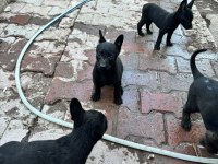 Belçika Malinois Köpeği