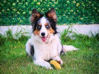 Şecereli border collie