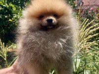 Pomeranian boo beyaz ve orange yavrular