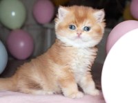 British shorthair türkiyede eşi benzeri yok