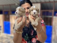 Safkan maltipoo yavrularım