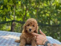En micro poodle en özeli benim olsun isteyenlere