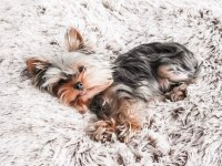 Teacup köpeğimiz daha büyümeyecek