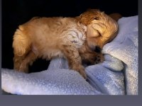 2 aylık yakışıklı maltipoo cinsi oğlumuz