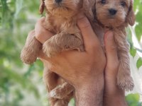 Show kalitede Cockapoo Yavrular