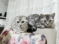 Yavru British Shorthair 4 Aylık