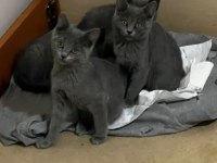 Koca kafa british shorthair bebeklerimiz