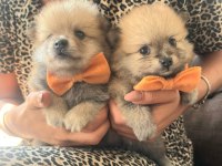 Pomeranian bebişler sıfır boy ilk aşıları yeni UYGUN