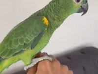 BLUE FRONT AMAZON PAPAĞANI ÜST DÜZEY