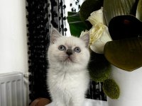 British Shorthair Blu Point 2 Aylık Yavru