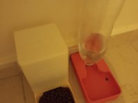Sakin kendi halinde sevilmeyi çok seven bir kedidir