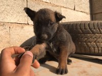 2 aylık belçika kurdu