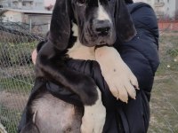 Great Dane Danua Yavrular
