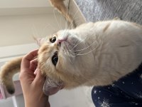 British Ny12 Erkek Kedi