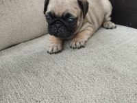 45 Günlük Sıfır Burun Gül Kuyruk Erkek Pug