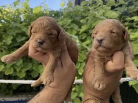 SAFKAN POODLE YAVRULAR
