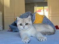 Golden Saf Kan Gerçek Kedimiz