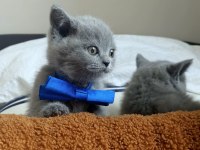 50 günlük yavru british shorthair yuvasını arıyor