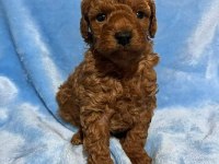 Toy Poodle Minikler