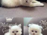 British longhair ve scottish shorthair bluepoint yavrular