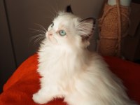 Uygun fiyata ragdoll yavru